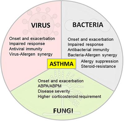 Impact of Therapeutics on Unified Immunity During Allergic Asthma and Respiratory Infections